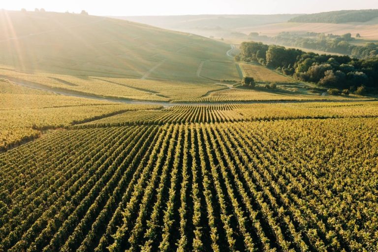 Champagne Region: The Sparkling Heart of France