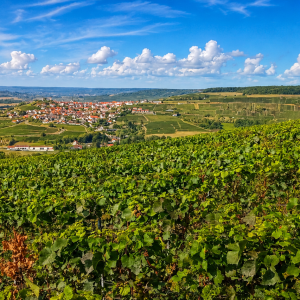 Private Champagne Day Tour to three Family Growers with Lunch Included