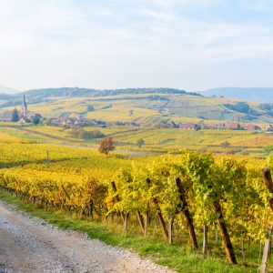 Private Half-Day Alsace Wine & Villages Tour from Strasbourg