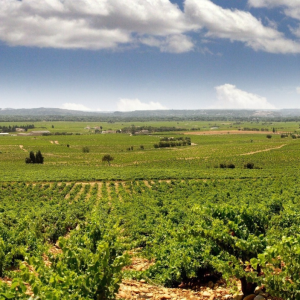 Private Châteauneuf-du-Pape Wine Tour from Aix-en-Provence