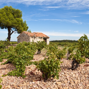 Private Provence Wine Tour from Aix-en-Provence
