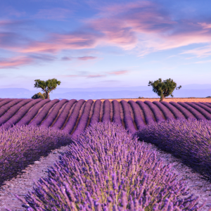 Valensole Lavender Fields Half-Day Tour from Aix-en-Provence