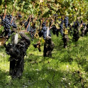 Saint-Émilion Half-Day Private Wine Tour from Bordeaux