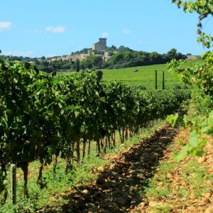 Private Châteauneuf-du-Pape Wine Tour through the Rhone Valley Wineries from Avignon