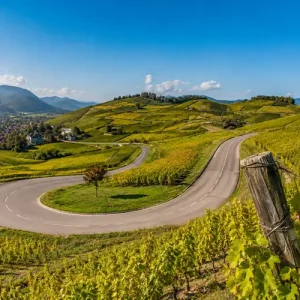 Alsace Wine Route Half-Day Small Group Tour from Strasbourg