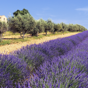 Lavender to Perfume: A Private Provençal Sensory Journey