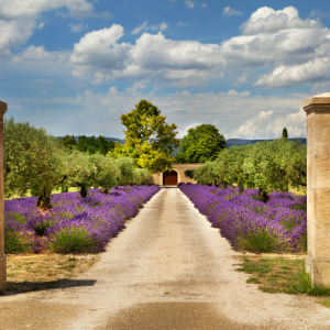 Provence Wine Tasting Half-Day Tour from Aix-en-Provence