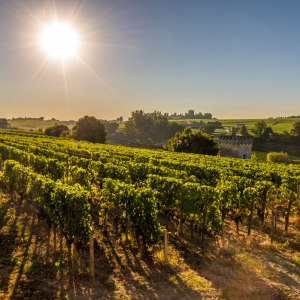 Saint-Émilion Half-Day Wine Tour from Bordeaux
