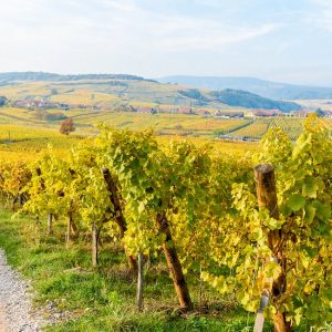 Alsace Grand Cru Private Wine Tour from Colmar