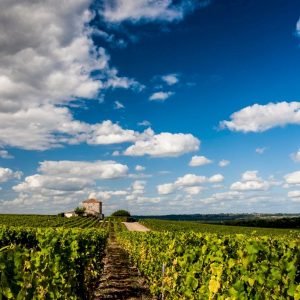 Private Half-Day Médoc Wine Tour from Bordeaux